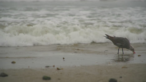 a lone bird grazing for food on the coast of malibu, california