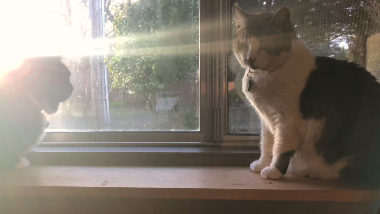 수컷과 암컷 고양이 두 마리가 창가에 앉아 일몰을 바라보고 있다