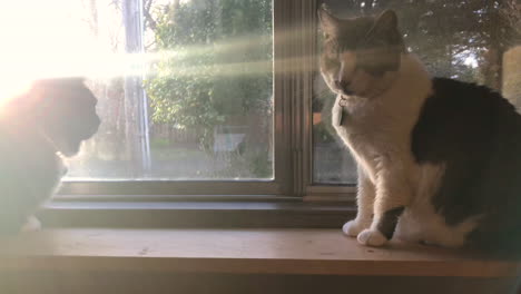 Two-cats,-male-and-female,-sitting-by-a-window-and-looking-outside-at-sunset