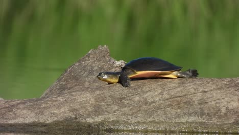 tortuga en tierra de pasto - área de estanque