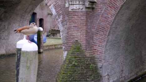 cruising along utrecht's historic canals in the netherlands, showing an egyption goose perched on a stone pillar, then moving under a brick bridge with peeling white paint