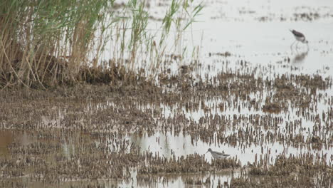 Close-shot-of-a--Black-Tailed-Godwit-