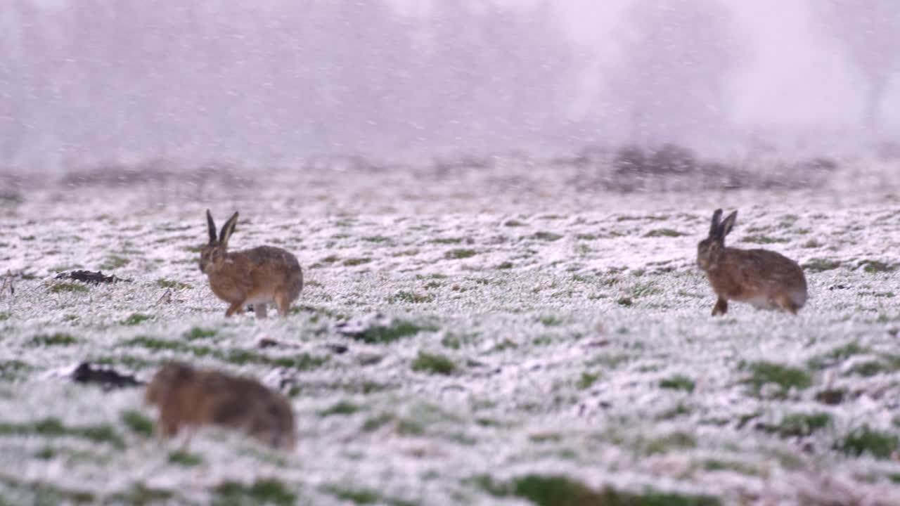 Two playful brown hares running over snow-covered meadow on farm in winter