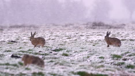 Dos-Liebres-Marrones-Juguetonas-Corriendo-Sobre-Un-Prado-Cubierto-De-Nieve-En-La-Granja-En-Invierno