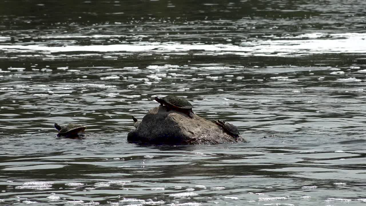 습지 4k에서 빠르게 흐르는 강에서 일광욕을 하는 바위 위의 거북이