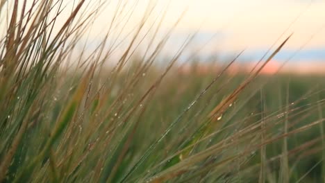 field of wheat at sunrise/sunset