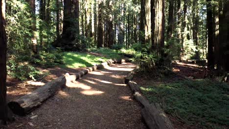 A-long-slow-push-down-a-path-in-the-forest-used-for-jogging-and-bicycle-riding