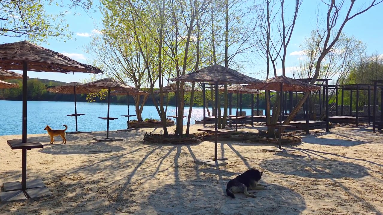Cani randagi che riposano su una spiaggia sabbiosa del lago con ombrelloni di paglia in primavera