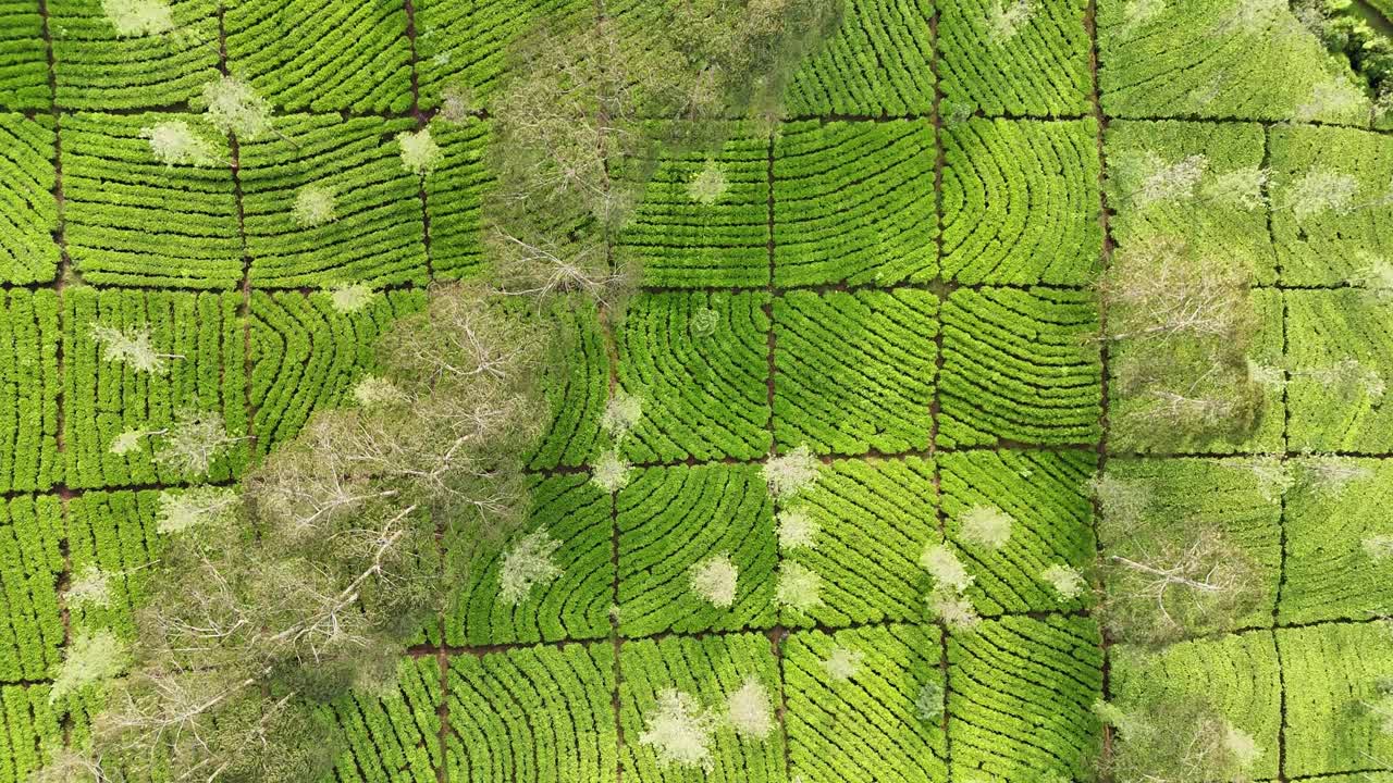 Aerial top down view of a beautiful tea plantation with geometric planting patterns. The bright green tea bushes create a natural mosaic landscape under sunlight. Bedakah Tea Plantation, Indonesia