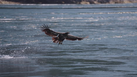 eagle catching fish in the ocean in canada