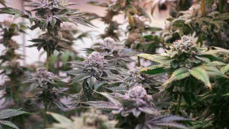 shot of a cannabis plants growing in a grow tent during flowering stage