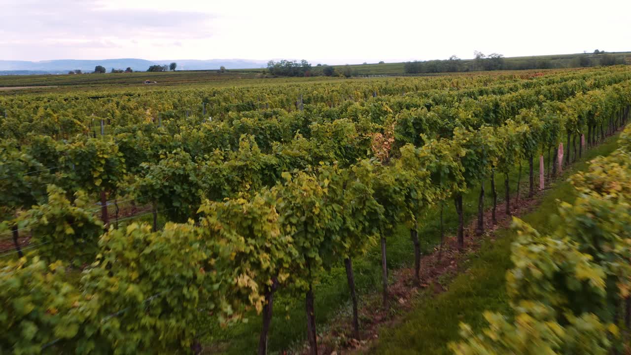 Lush grapevines of healthy vineyard, drone fly-over footage