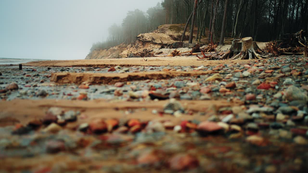 Coastal Erosion: Dramatic Beach Scene with Fallen Trees and Foggy Sky