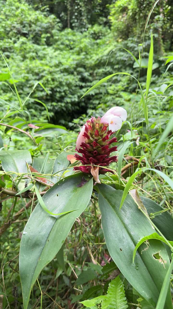 Primo piano di un fiore tropicale rosso vibrante che sboccia nella giungla