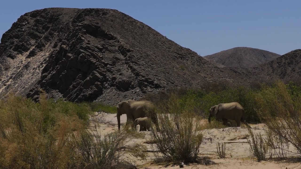 Aavikkoelefanttiemo kävelee Namibin autiomaan halki poikasensa ja lähes täysikasvuisen nuoren kanssa. Kaukolaukaus paljastaa Hoanibin laakson kauneuden.