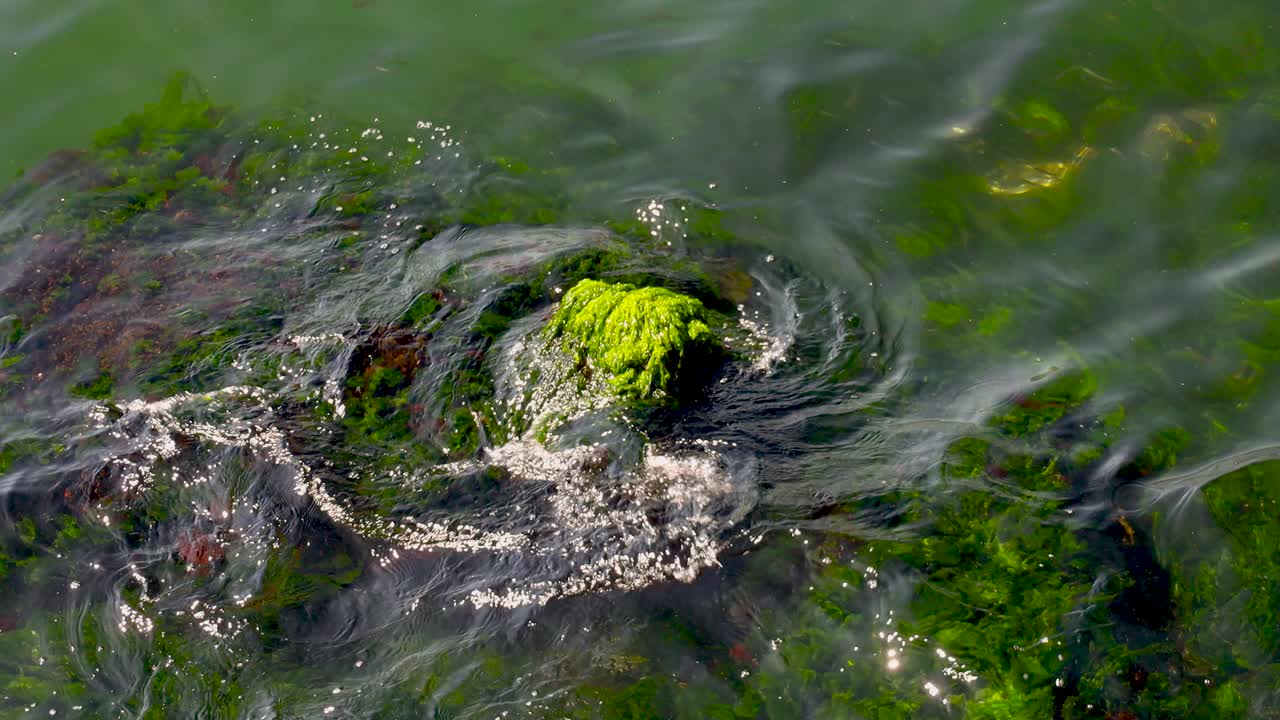 L'acqua scorre intorno alle rocce costiere coperte di muschio nel porto di Istanbul, riflesso di luce diurna soffusa e tono tranquillo