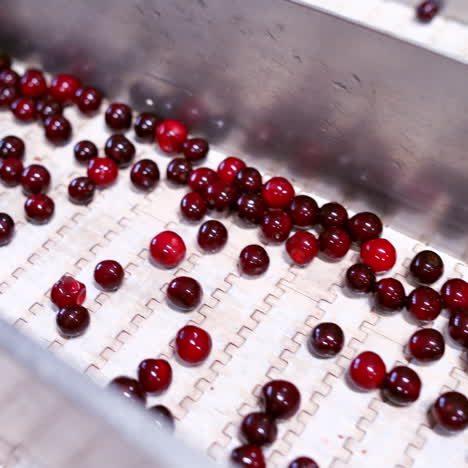 red ripe berries. fresh cherries on a conveyor belt. sweet fruits on the factory. close-up.