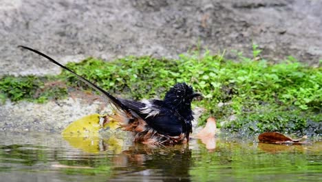 white-rumped shama bathing in the forest during a hot day, copsychus malabaricus, in slow motion