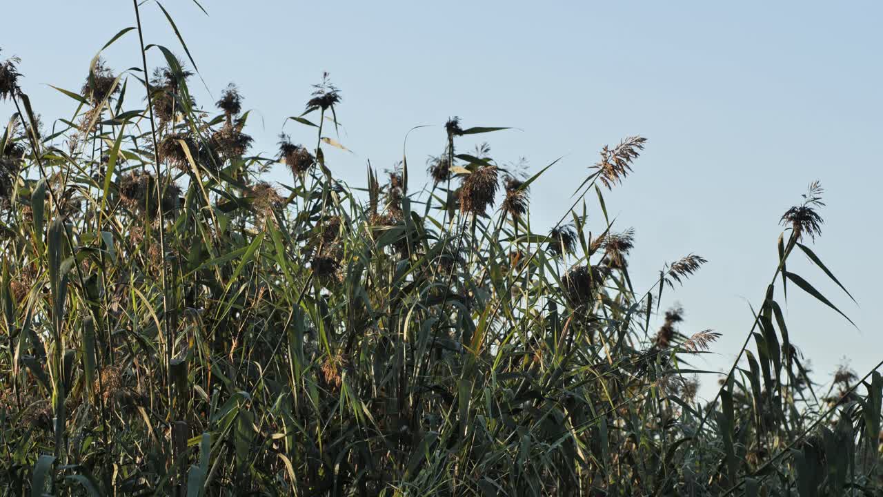 Field of tall grasses gently moving in a breeze as the camera pans slowly - 4K.
