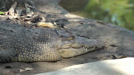 giant apex predator saltwater crocodile, crocodylus porosus resting on the mudflat, taking an afternoon nap with beautiful sunlight passing through the foliages, close up shot at wildlife park