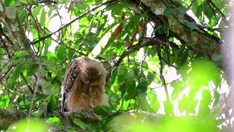 the buffy fish owl is a big owl and yet the smallest among the four fish owls