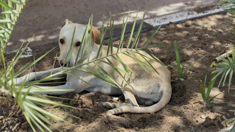 touching 4k shot of a stray dog resting in dirt beneath palm fronds. ideal for themes of survival, solitude, urban animals, and emotional storytelling in nature or society content.