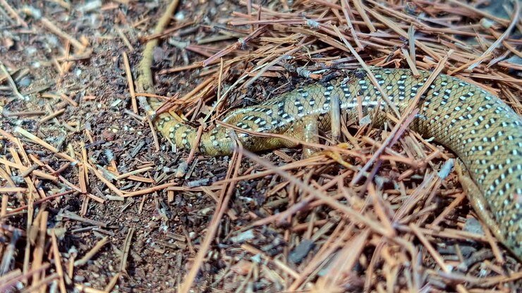 Chalcides Ocellatus -matelijat, silmälasiskinkkilaji Kreetalla, Kreikassa