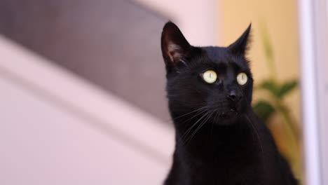gato negro con ojos redondos mirando curiosamente alrededor de la casa