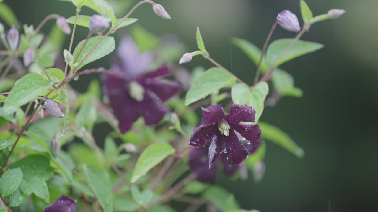 Purple clematis flowers dripping with rain on a lush green background