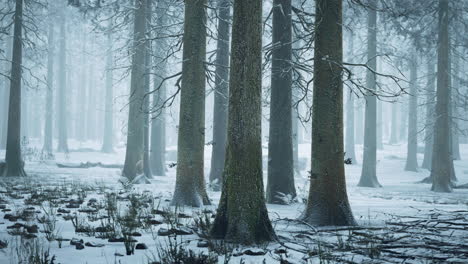 frozen winter forest in the fog