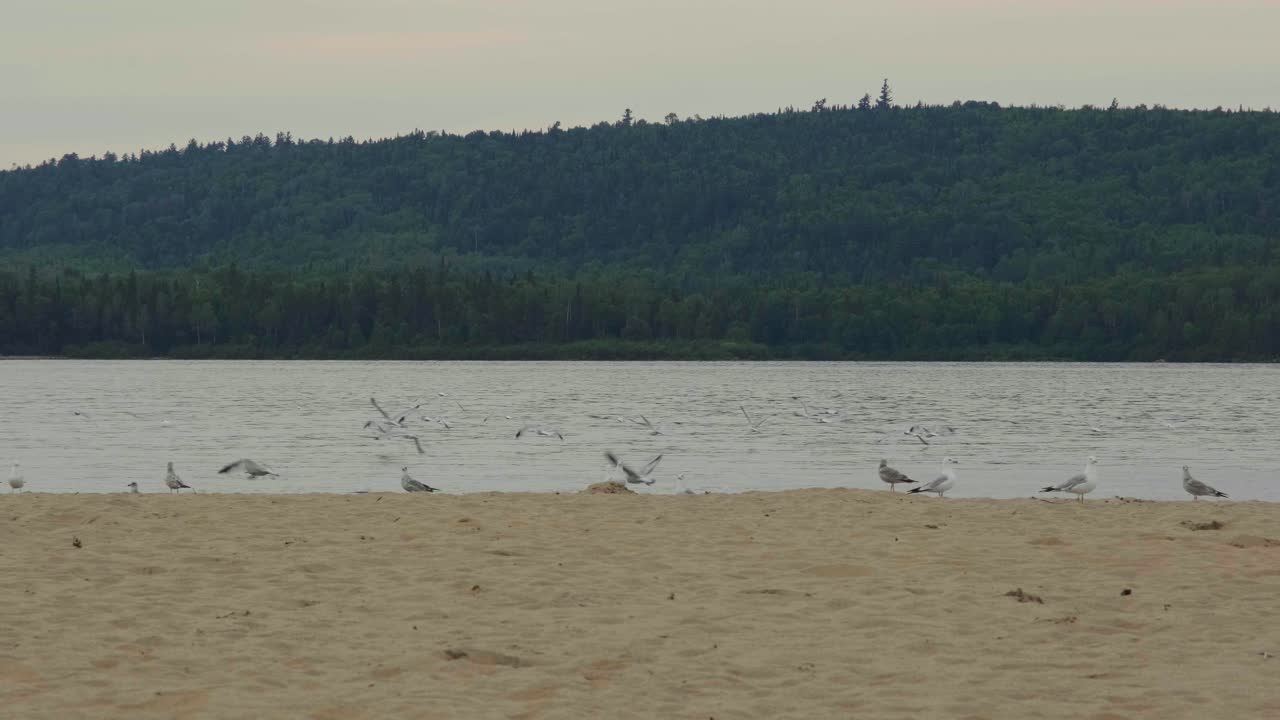 퀘벡 주 락 타우로의 호수 해변에서 슬로우 모션으로 날아가는 갈매기