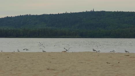 seagulls flying in slow-motion on a lake beach in lac taureau, quebec