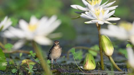 Lavandera-Gris-Sobre-Hojas-Flotantes-En-El-Estanque