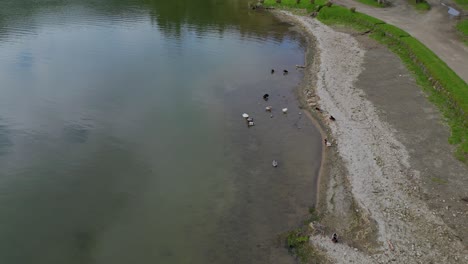 a group of waterfowl, including ducks, finds relaxation along the riverbank, embodying the peacefulness and natural environment of aquatic birds