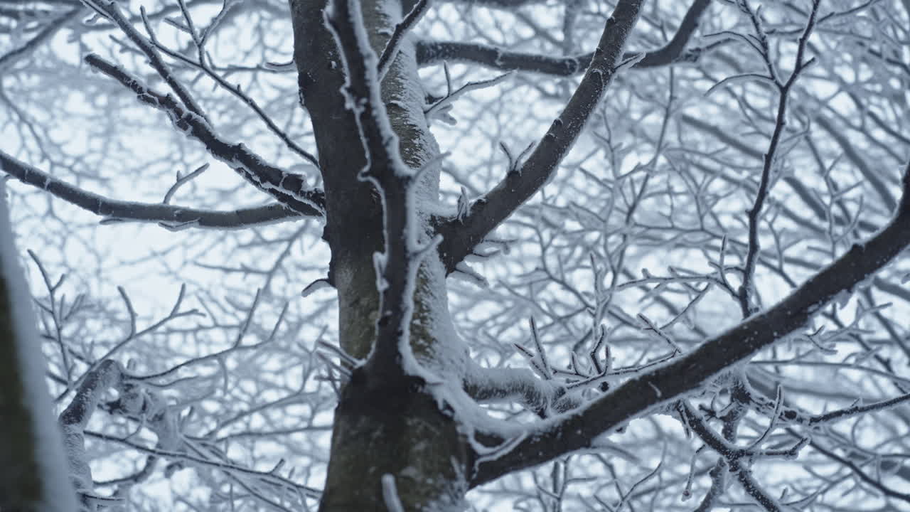雪が積もった冬の日に霜で覆われた木は静けさと冷たい美しさを呼び起こします