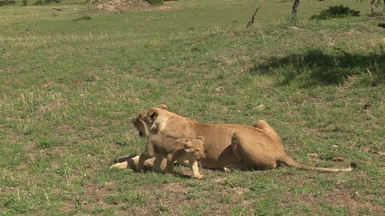 leeuwin van de dikdik-trots die op het gras ligt terwijl haar drie maanden oude welp in olare motorogi conservancy, maasai mara, kenia - close-up shot loopt