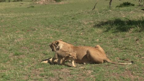 lioness from the dikdik pride lying on the grass while her three months old cub is walking in olare motorogi conservancy, maasai mara, kenya - close-up shot