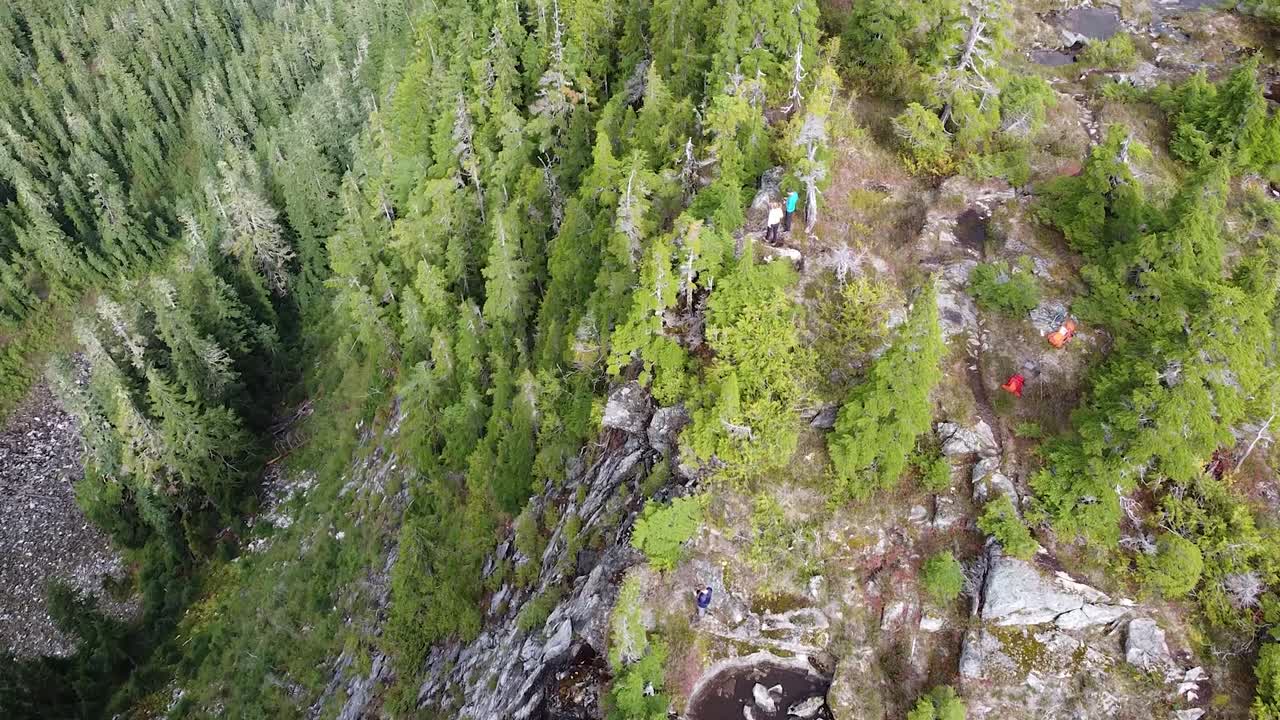 Aerial Top-down of Sub Alpine Forest on Vancouver Island Mountains, Minnas Ridge