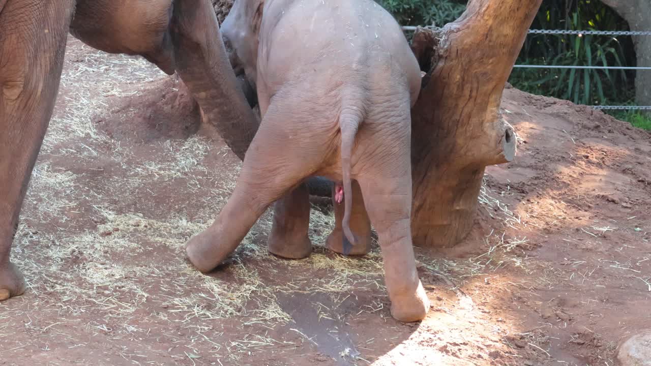 Baby elephant pooping at Melbourne Zoo