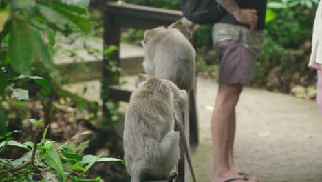 monkeys in bali's sacred monkey forest