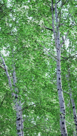árboles de abedul en un bosque
