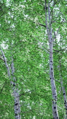 birch trees in a forest