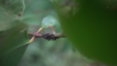 toma macro de orugas en una rama, lista para que su metamorfosis se convierta en mariposa