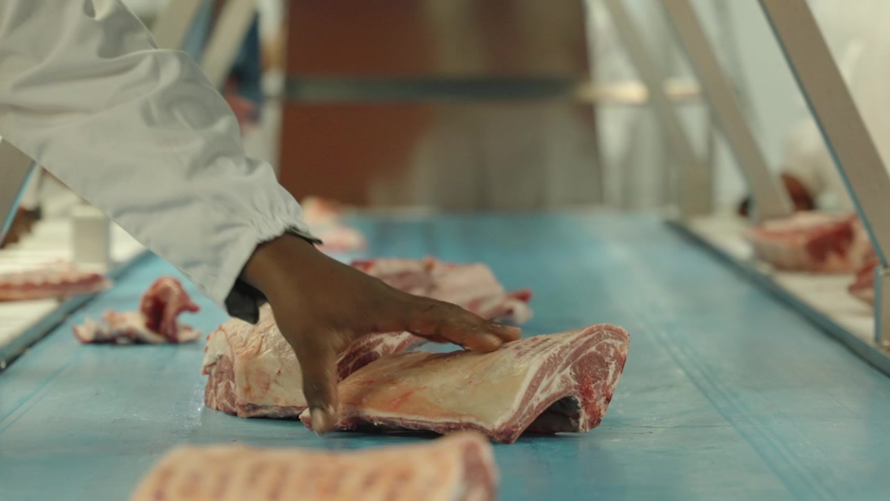 Raw lamb sections travel down a blue conveyor belt inside a clean modern meat facility, viewed in shallow focus along the line.
