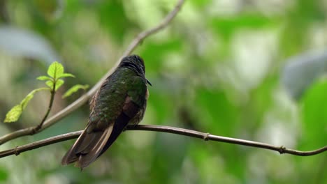 a green iridescent hummingbird sits on a tree in a forest in ecuador, south america