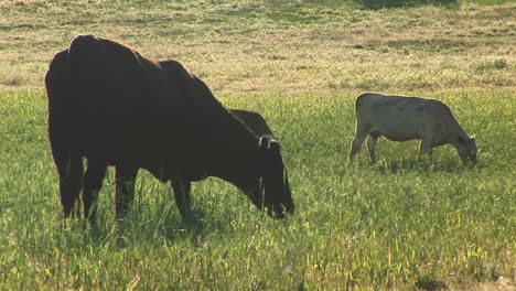 medium shot of cows and calves grazing on a utah ranch