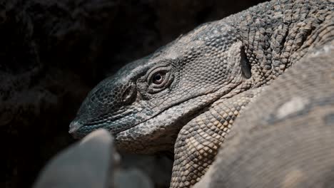 close-up head shot of dinosaur like monitor lizard basking in sun