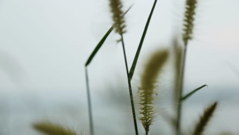 grass spikelets, wild plant swaying in the breeze,steadi shot