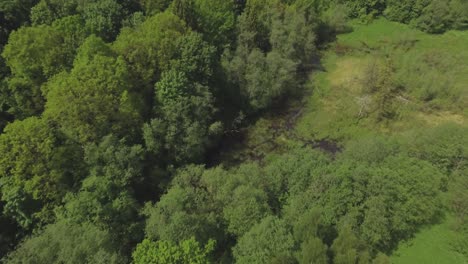 Stream-Overgrown-with-Trees-and-Shrubs-on-a-Sunny-Summer-Day