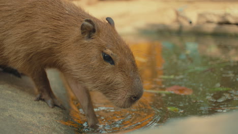 capybara drinking water